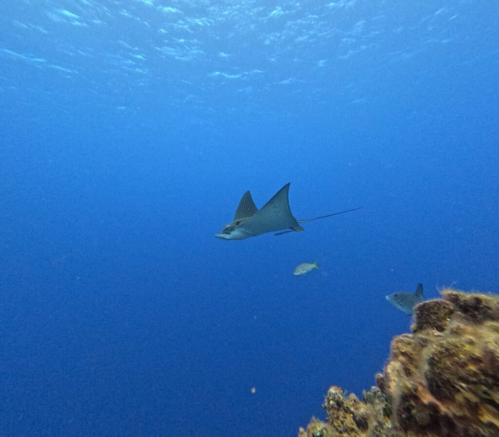 Buceo Discovery Cozumel