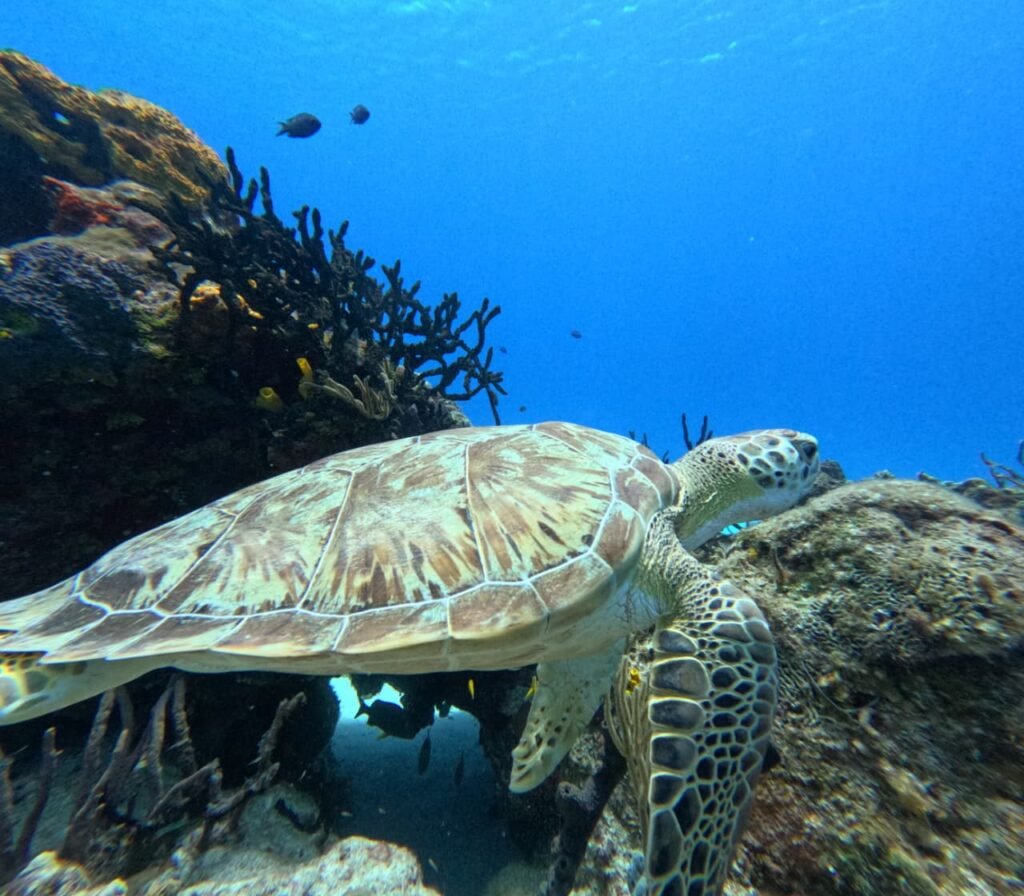 Buceo Discovery Cozumel