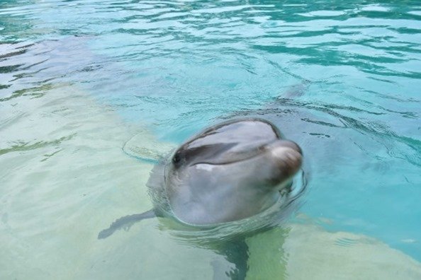 Delfines Cozumel Encuentro